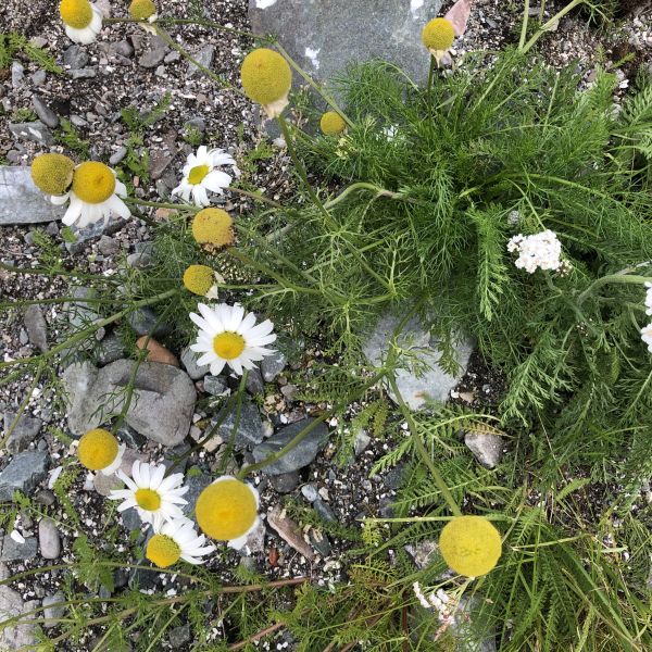 Tripleurospermum maritimum  phaeocephalum